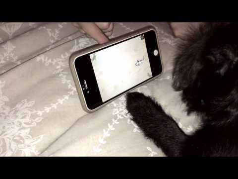 Darcy Vader the pug puppy plays game on iPhone