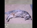 暑さにダラける短足猫たち　#マンチカン #ジェネッタ #短足