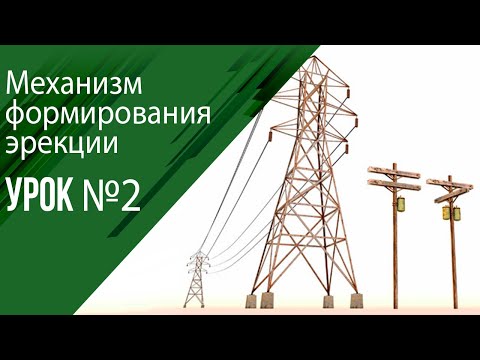 Урок 2 Механизм формирования эрекции.