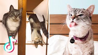 Cats Being Jerks | Funny Cats With Bad Behavior | You'll think twice before adopting a cat... 😂😅