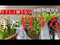 【リドレイの育て方】買う時期や水遣りについてなどなどなど。