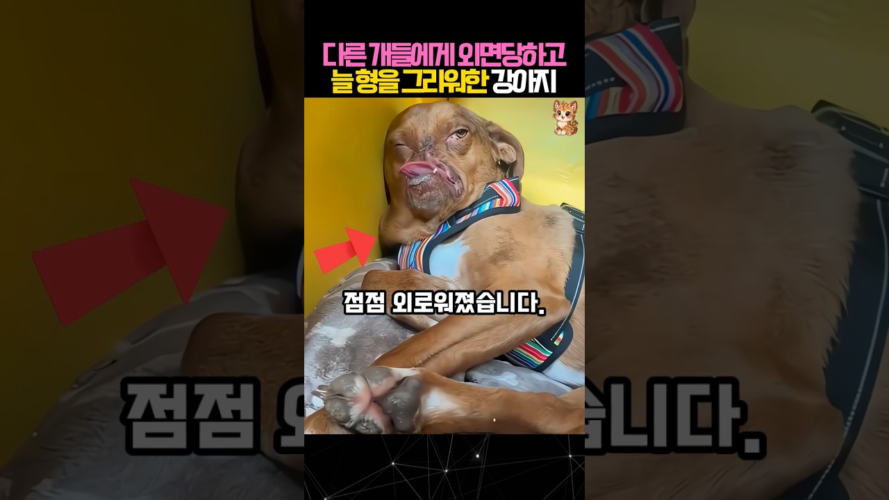 형을 너무나 그리워하는 강아지 #개 #강아지 #dog