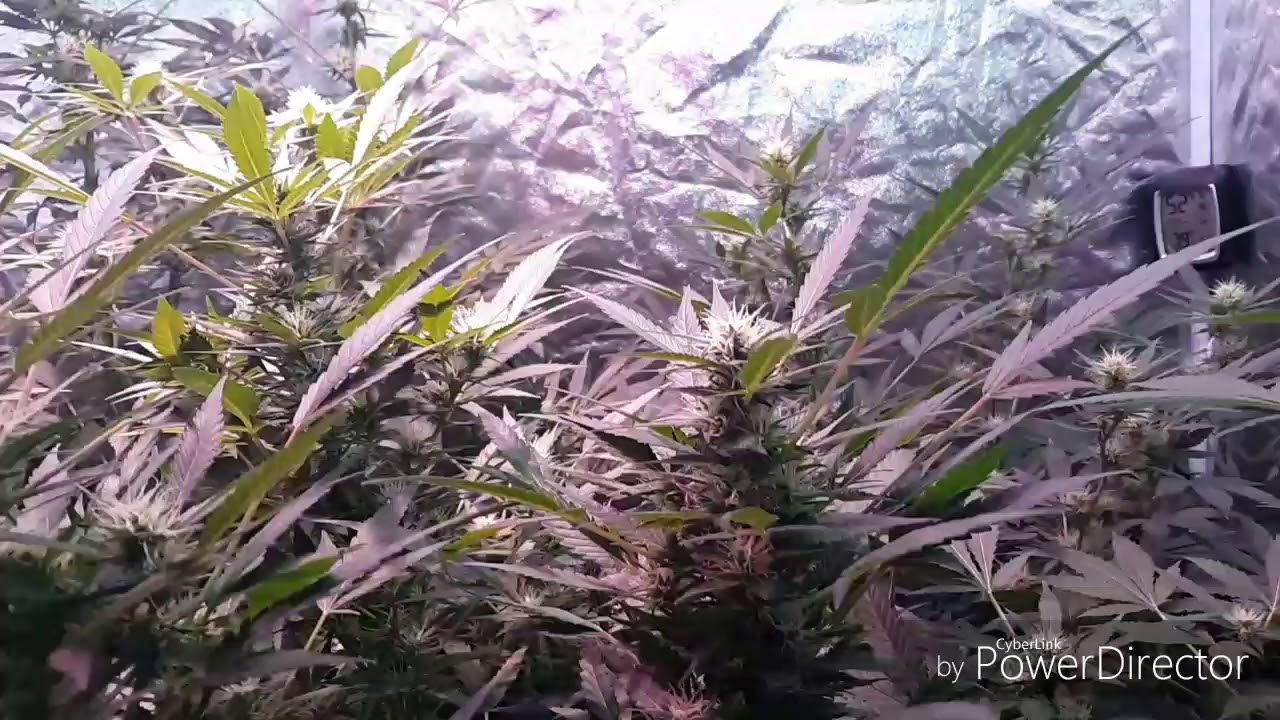 Supherb Organics  Day 22 of Flower 
