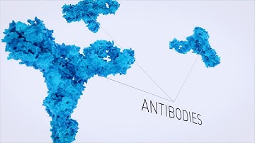 3D science animation - Antibodies and B cells