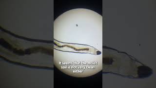Have you ever wondered what’s living in the moist soil right under your feet?