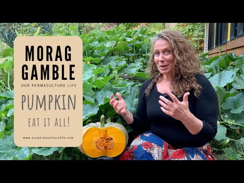 Pumpkin - What can you eat?