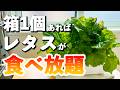 スポンジで水耕栽培｜食べきれないほどのレタスが収穫できた