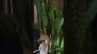 Cleaning Snake Plants #houseplants #indoorplants