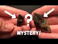 Why Do These Triceratops Teeth Look So Different? The Mystery of the Mismatched Triceratops Teeth!