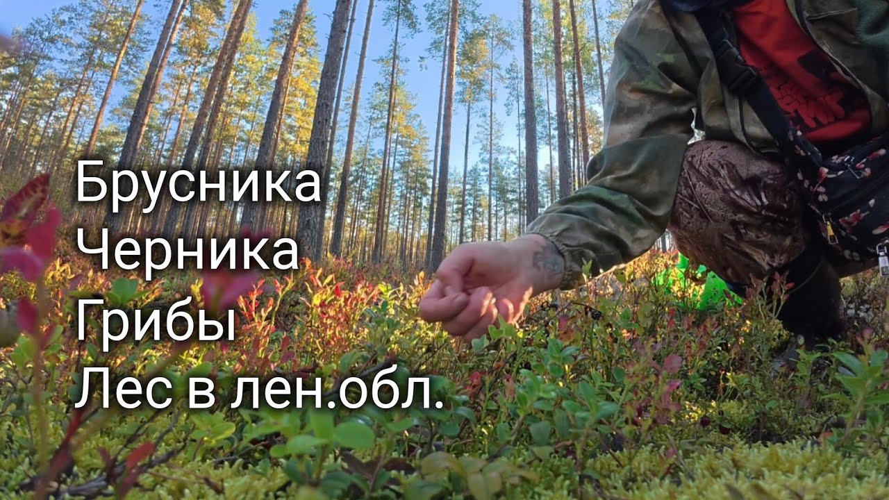 Прогулка в лесу, ягоды, грибы в Ленинградской области  #ладога #лес #волхов #брусника #грибы 