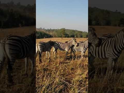 Zebras