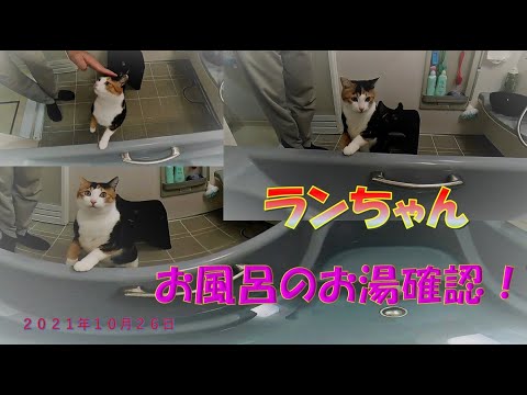 猫のランちゃん、お風呂のお湯を慎重チェックする姿が可愛すぎる！🐱🛁