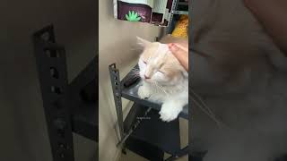 Shasha🐈kochukittan #cat #shorts