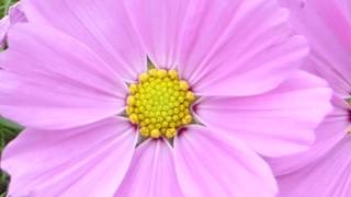 Garden Cosmos - Cosmos Bipinnatus - Brúðarstjörnur - Garðplöntur - Sumarblóm