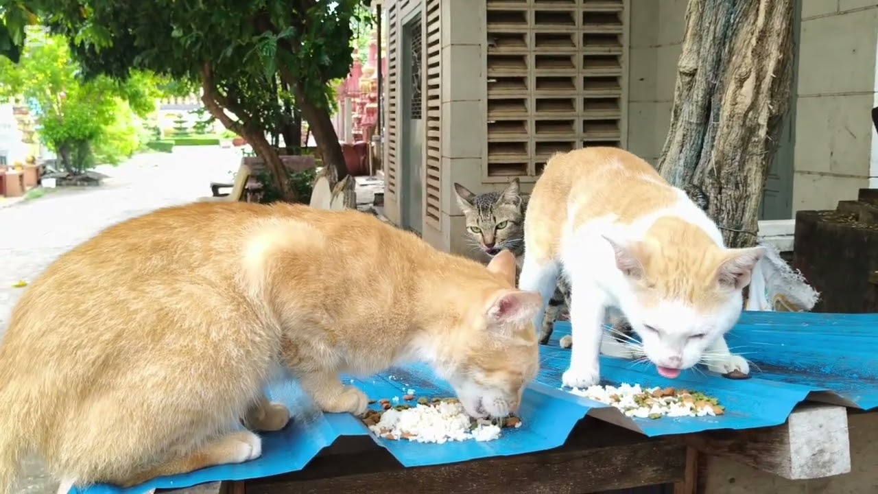 Feeding poor abandoned cats and dogs