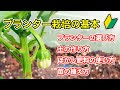 ぼかし肥料の使い方 プランター栽培の基礎知識