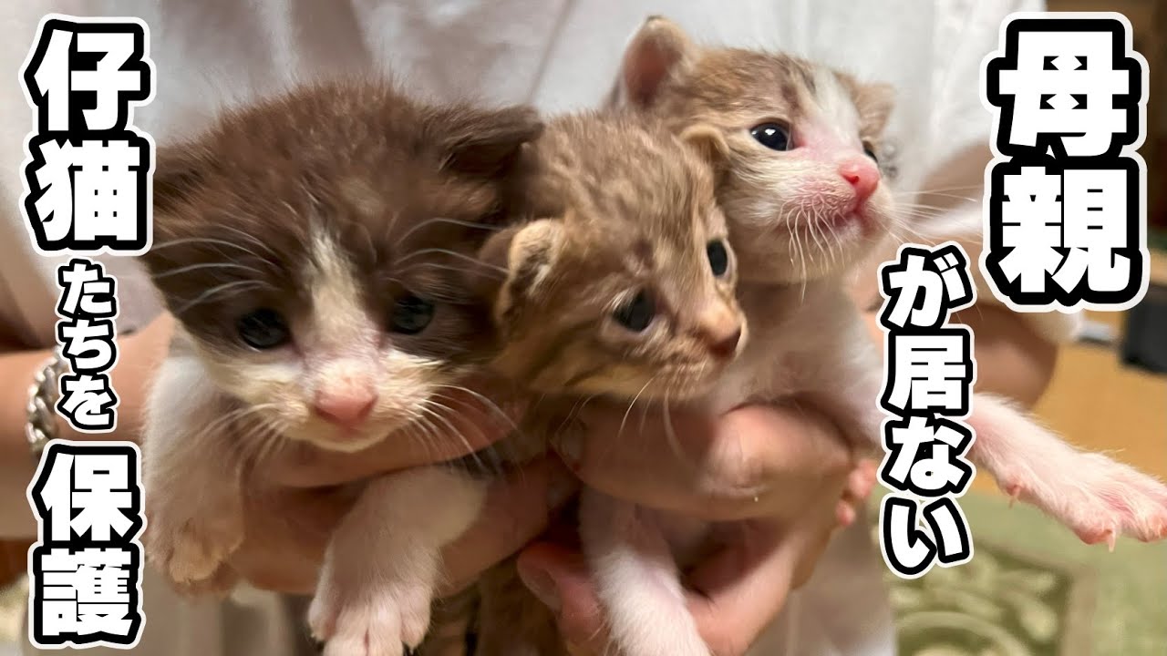 【子猫保護】母猫がいない3匹の乳飲み子を保護しました（めるちゃん、くるみくん、らんちゃん）