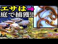 川再現水槽に庭で捕獲した生き物全部投入する！【120cm水槽】