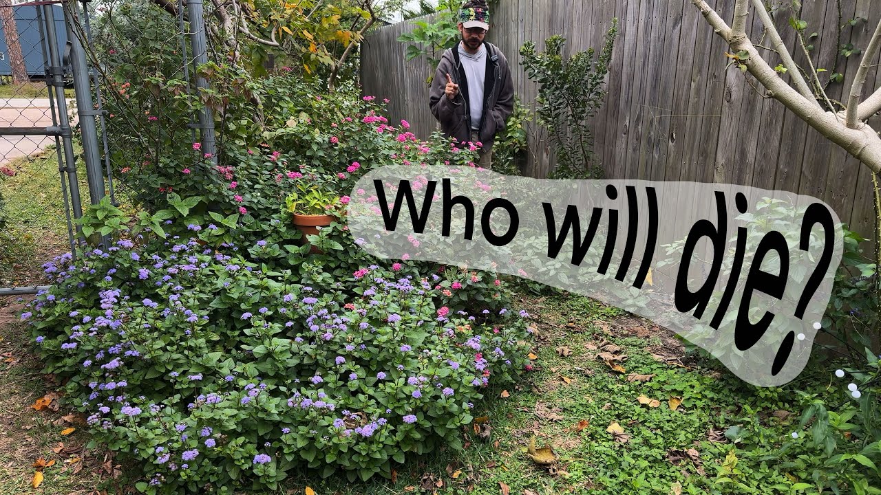 As a freeze approaches Houston … 🥶￼