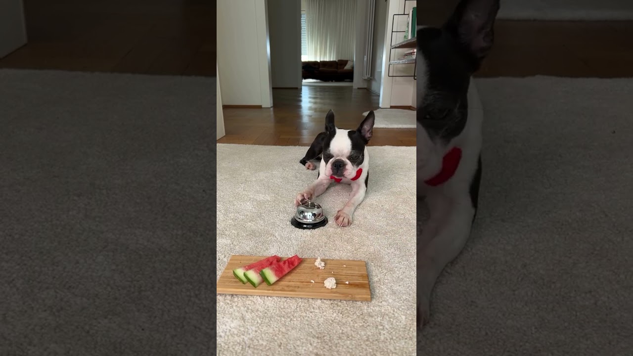 Dog rings bell for food, refuses watermelon in Italy