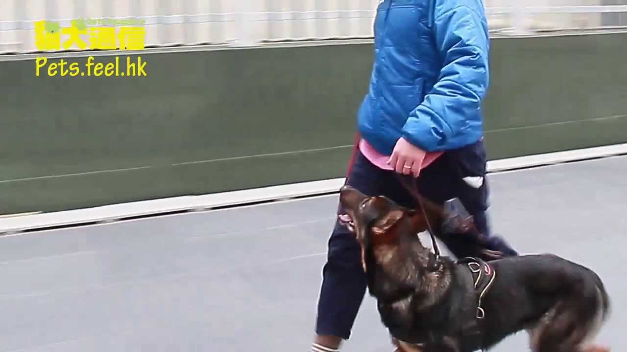 《貓犬通信》狗狗才藝表演－隨行 - YouTube