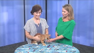 The Dothan Animal Shelter is hosting a yard sale on Saturday