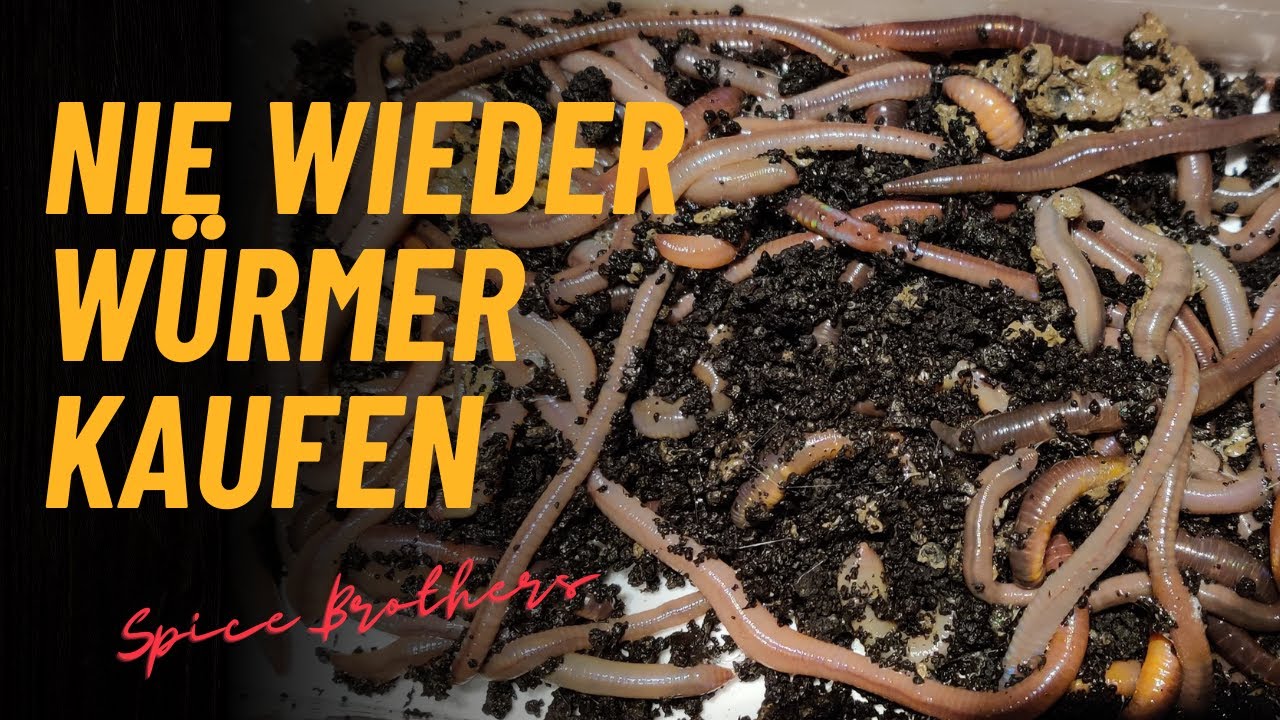 Das ganze Jahr kostenlose Tauwürmer – so geht’s!