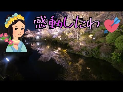 清水寺のライトアップ時の夜桜【春の京都】kyoto Sakura