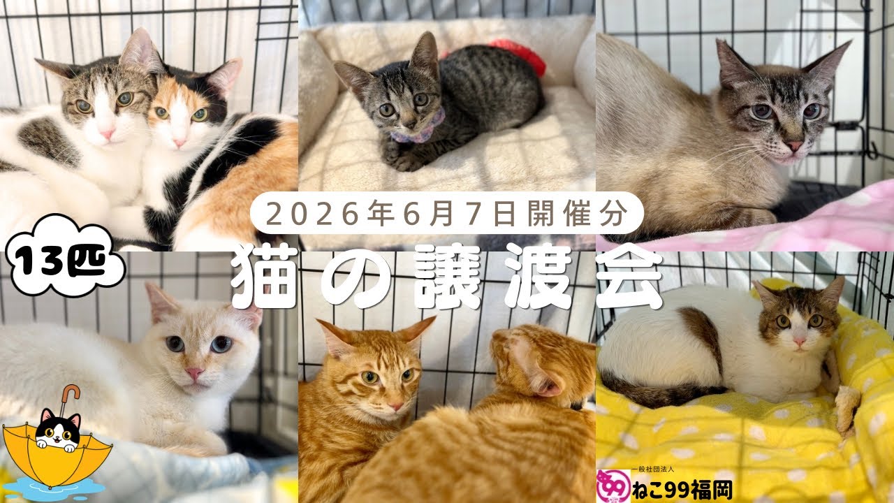 Cat Adoption Event - June 7, 2026 | 13 Cats Waiting for Their