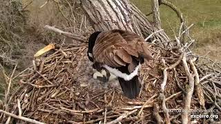 Canada goose nest. (Decorah Eagle cam) April 9, 2024 explore.org