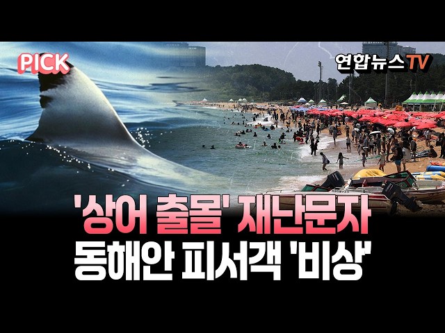 "상어가 나타났다"…피서객 11만명 몰린 동해안 '비상'｜'상어 출몰' 신고 잇따라 주의 [PICK] / 연합뉴스TV(YonhapnewsTV)