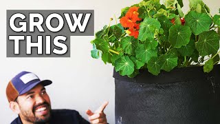 Nasturtiums: The Plant You're Not Growing (But Should Be)