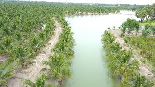 [Thailand]Aromatic Young Coconut