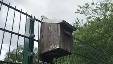 Tree Bumblebee (Bombus Hypnoram) in a bird box