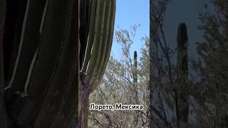 Долина кактусов. Лорето, Мексика. #лорето #мексика #кактусы