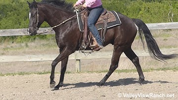 Cool Commands - slow jog, turns, lope-offs, stops! - ValleyViewRanch.net