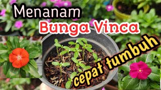 Cara Menanam Bunga Vinca dari Biji Cepat Tumbuh Cara Menanam Bunga Vinca dari Biji Cepat Tumbuh