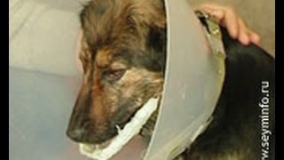 В Курской области бездомные собаки пострадали от рук садистов В Курской области бездомные собаки пострадали от рук садистов