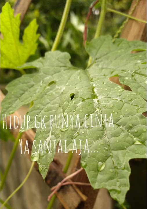 Story WA lagu SMVLL -Cuma Dunia