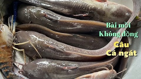 Bài mồi không đồng ngâm câu cá ngát về nấu bữa cơm chiều miền tây | Cù Lao Dung Vlogs