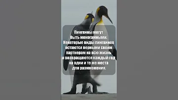 Пингвины могут быть моногамными #shorts