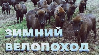 видео: Зимний велопоход. Встретил зубров картинка: Зимний велопоход. Встретил зубров