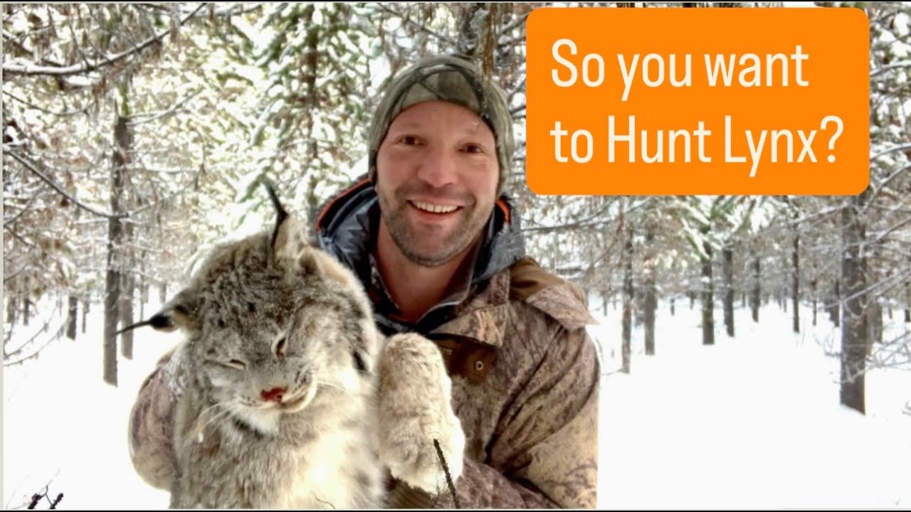 Итак, вы хотите поохотиться на рысь? / Охота на рысь