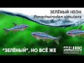 Зеленый неон. Paracheirodon simulans. Содержание в аквариуме. Биотоп