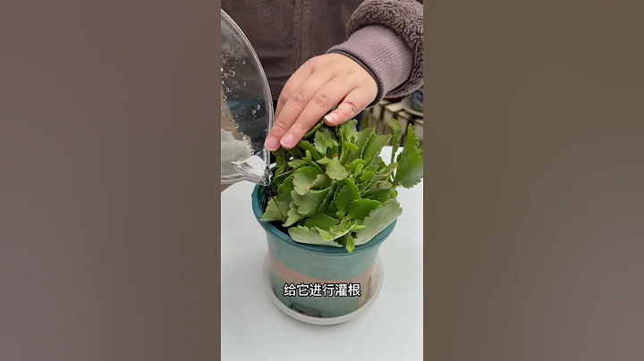 長壽花開敗後千萬別急著扔掉！這樣修剪！它很快就能二次復花！#長壽花#養花#養花小知識 - 天天要聞