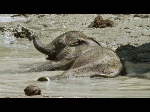 Baby Elephant's Struggle to Survive (Part 3) | Elephant Nomads of the Namib Desert | BBC Earth