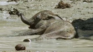 Baby Elephant's Struggle to Survive (Part 3) | Elephant Nomads of the Namib Desert | BBC Earth