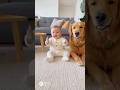 赤ちゃんと真似わんこ🐶 Imitation dog and Baby #funny #japan #cute #ai #baby #kawaii #かわいい #犬 #dog #残念そうな顔