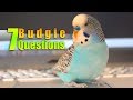 Considering a Pet Bird? Ask Yourself 7 Questions