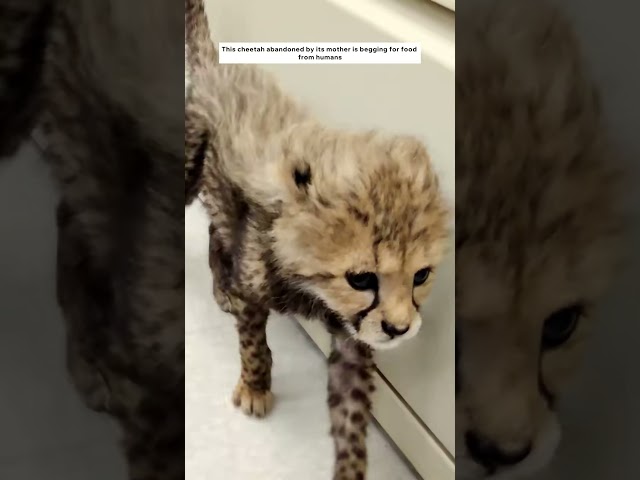 Rescue an orphaned baby cheetah and raise it #animalshorts #shortvideo #animals #rescued class=